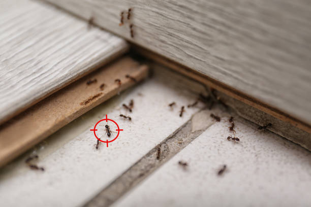 Best Mosquito Control Services  in Old Bethpage, NY
